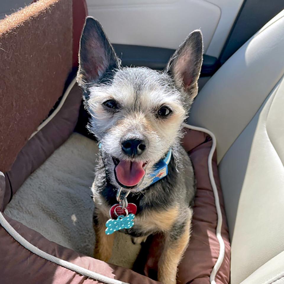 ratshire terrier dog sitting in car