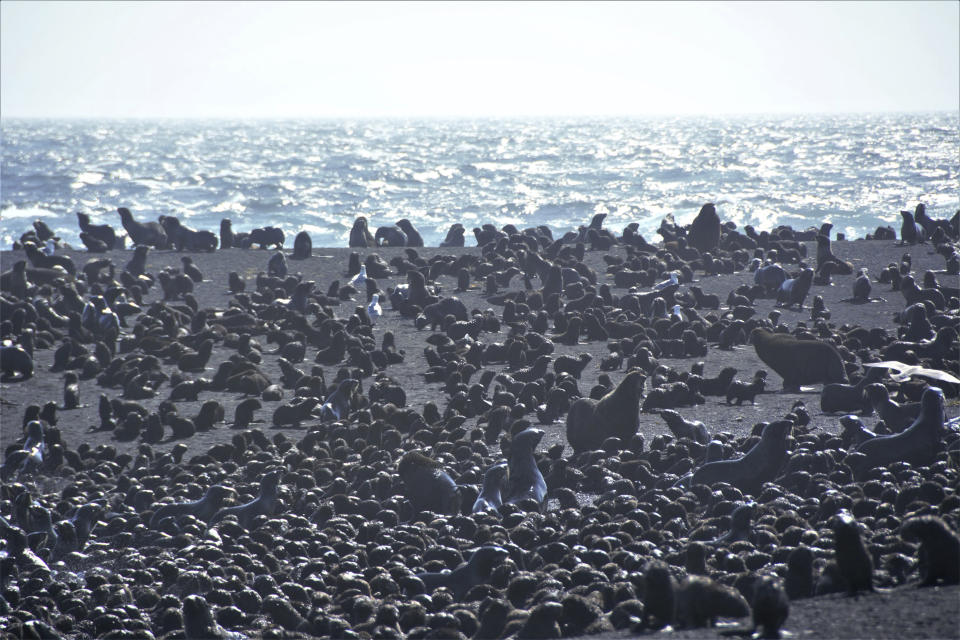 This August 2019 photo released by the National Oceanic and Atmospheric Administration Fisheries (NOAA) shows northern fur seal adults and pups on a beach on Bogoslof Island, Alaska. Alaska's northern fur seals are thriving on an island that's the tip of an active undersea volcano. Numbers of fur seals continue to grow on tiny Bogoslof Island despite hot mud, steam and sulfurous gases spitting from vents on the volcano. (Maggie Mooney-Seus/NOAA Fisheries via AP)