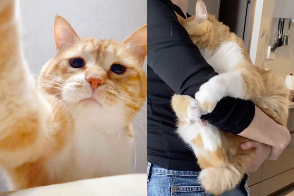 <p>橘貓埋胸緊、抱手手樣樣來，撒嬌無極限超可愛！（圖／Instagram＠ gupitaro）</p>
