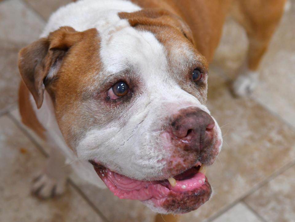 Rockee, age 7, is serving as office manager and is descrbed as "a giant couch potato". He is awaiting a forever home. At the SPCA of Brevard Adoption Center in Titusville, they have received over $8,300 in donations from the Betty White Challenge.