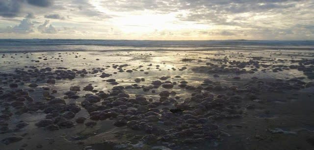 Thousands of jellyfish wash up on Cornwall beach