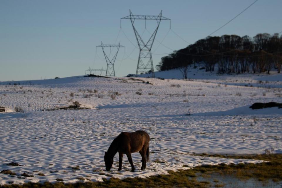 a brumby grazes in a snowy field