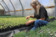 This May 18, 2022 image shows nursery manager Tammy Parsons thinning aspen seedlings at a greenhouse in Santa Fe, N.M. Parsons and her colleagues evacuated an invaluable collection of seeds and tens of thousands of seedlings from the New Mexico State University's Forestry Research Center in Mora, New Mexico, as the largest fire burning in the U.S. approached the facility. (AP Photo/Susan Montoya Bryan)