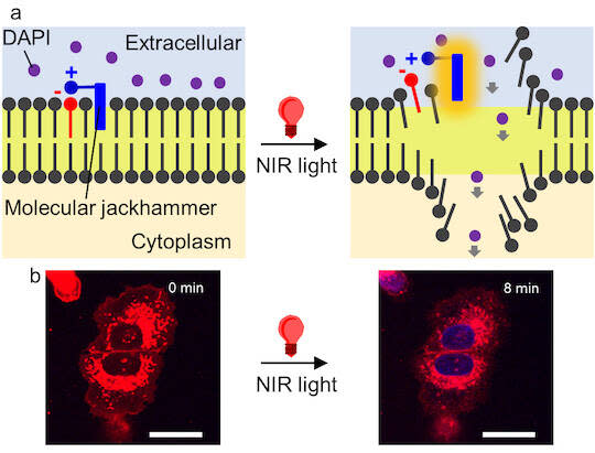 Un marteau-piqueur moléculaire (bleu) se fixe à la paroi d’une cellule cancéreuse. Lorsqu’il est stimulé par la lumière infrarouge, il vibre fortement, provoquant l’ouverture de la membrane cellulaire. (Ciceron Ayala-Orozco /Rice University)