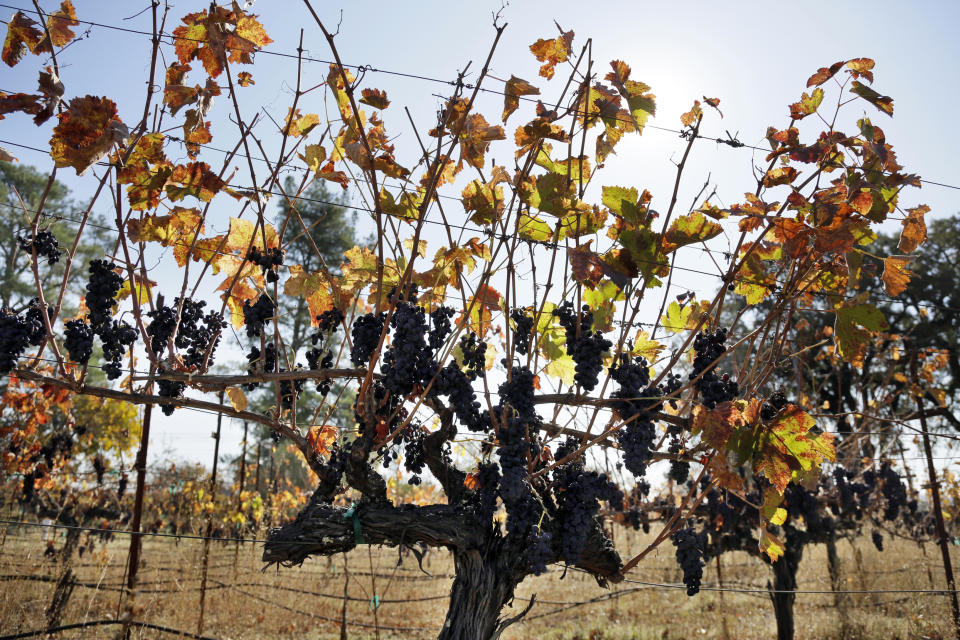 In this Wednesday, Nov. 6, 2019 photo, Cabernet Sauvignon grapes left unpicked hang in a vineyard along Highway 128 in Geyserville, Calif. If you're worried that wildfires might have created shortages of Northern California's 2019 Cabernet Sauvignon, or even just imparted it with an undesirable smoky flavor, you can relax. The wine is just fine. For now. Despite a late October blaze that raged through one of the world's best-known wine-growing regions. forcing evacuations in two mid-sized towns, wine production in Sonoma County escaped largely unscathed. (AP Photo/Eric Risberg)
