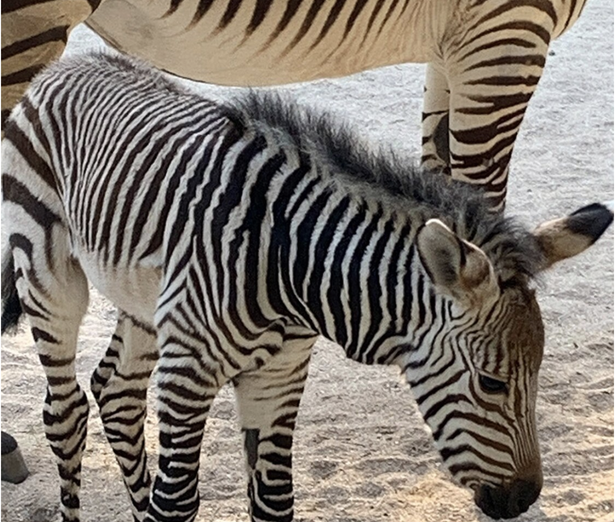 DisneyMagicMoments: Meet Phoenix, the Zebra Foal Born at Disney's