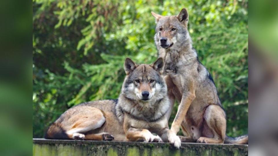 園方指出，洛基消失後其他狼表現焦躁。（圖／翻攝自Camperdown Wildlife Centre FACEBOOK）