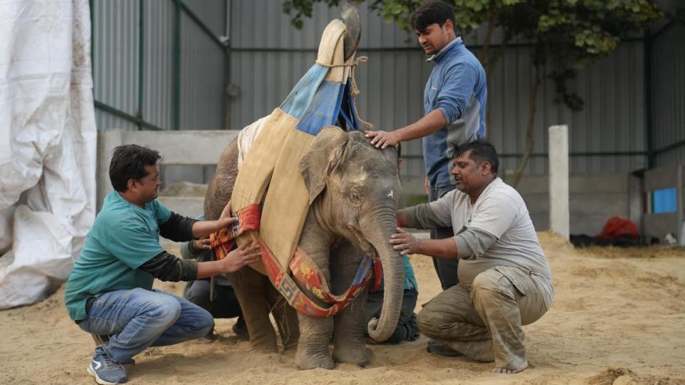 Workers at the Wildlife SOS Elephant Conservation and Care Center in Mathura, Uttar Pradesh, northern India, help rescued elephant Bani to stand with the aid of a hoist.   / Credit: Courtesy of Wildlife SOS
