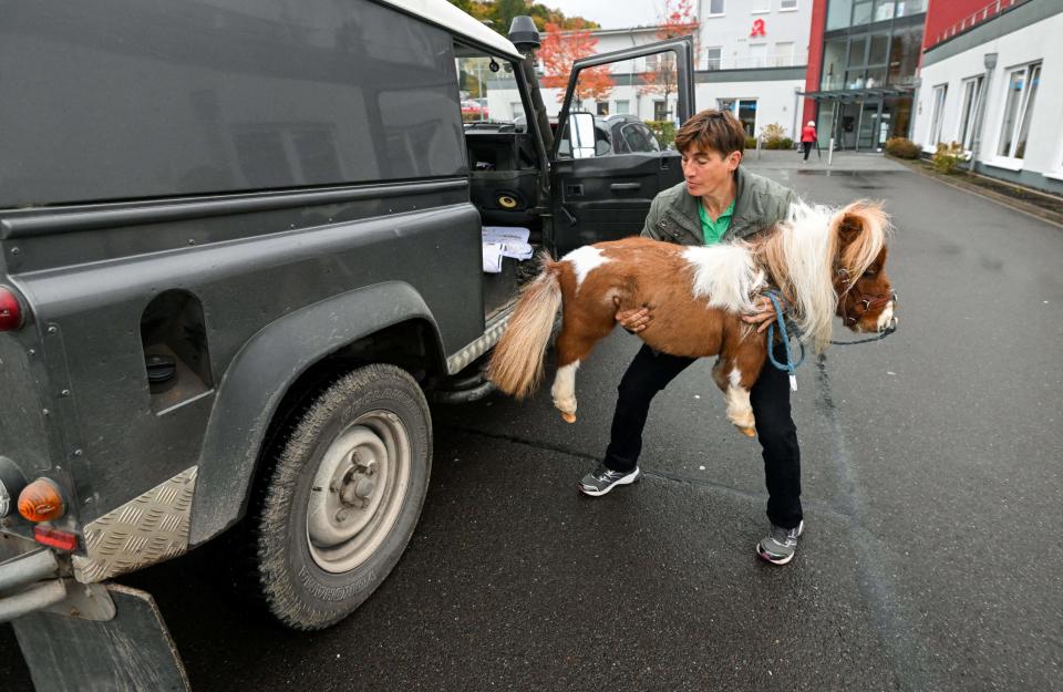 Owner Carola Weidemann carries her small Shetland pony Pumuckel out of her car to visit a nursing home in Kierspe on October 21, 2022.