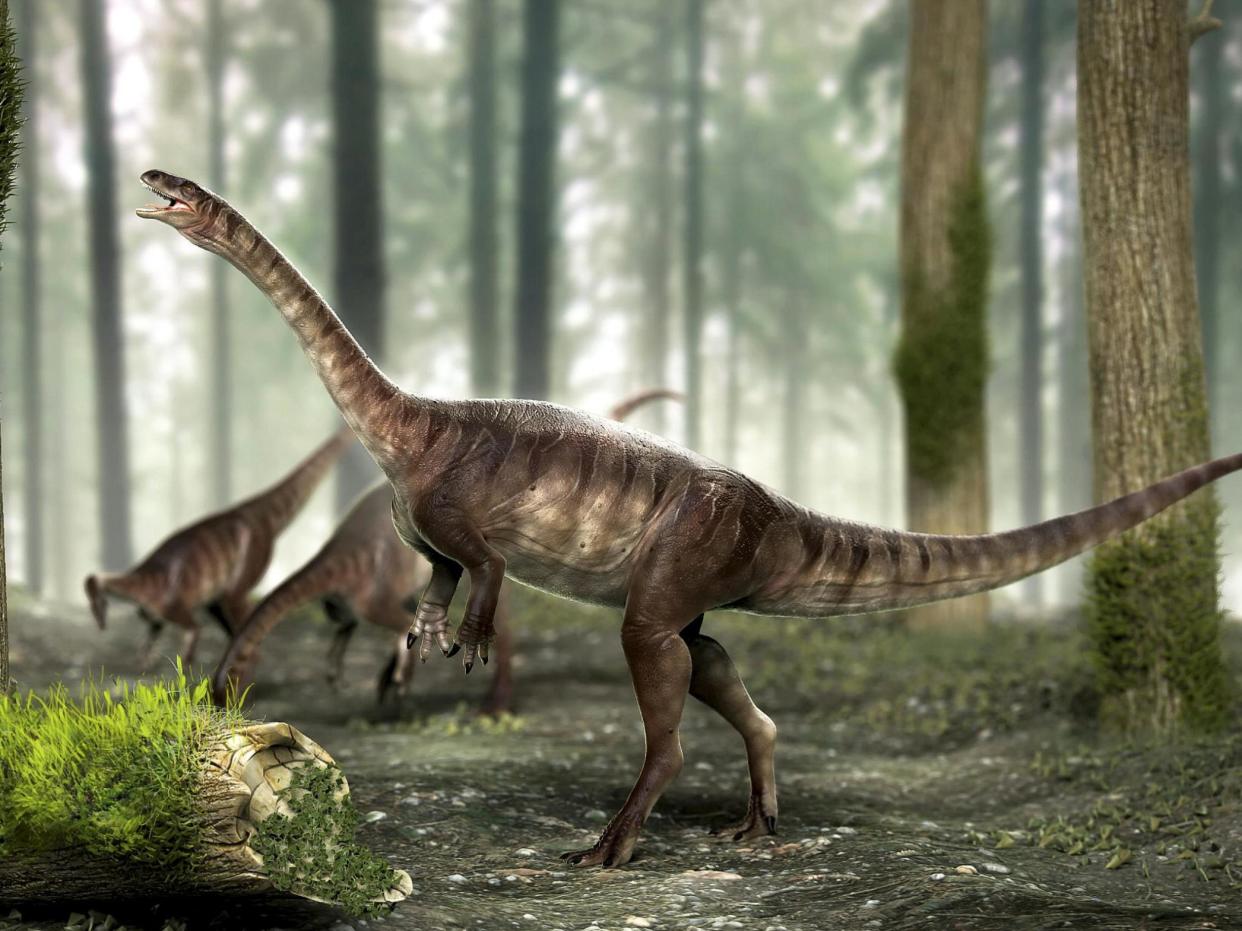 An artist's impression of the three newly discovered long-necked dinosaurs: SWNS