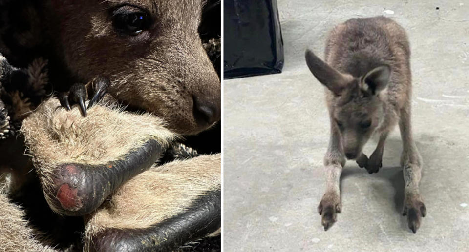Wildlife rescuer Krysti Severi is pleading with people to not keep joeys as pets, with a picture of sores on the joeys elbows (left) and the kangaroo hunched over looking somber (right). 