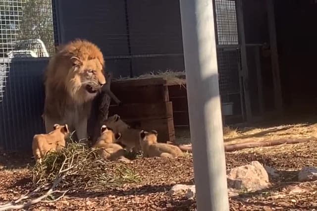 Lion cubs encounter adult males for the first time at Australian Zoo