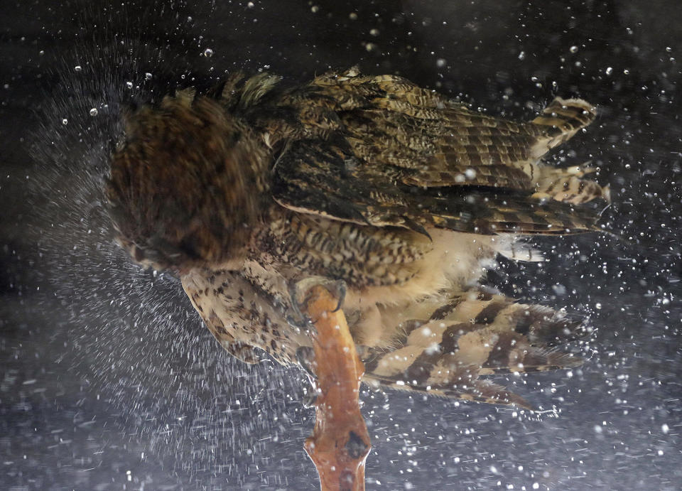 <p>An owl is hosed off to keep cool at the Phoenix Zoo, June 19, 2017 in Phoenix, Ariz. (Matt York/AP) </p>