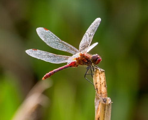 <span class="caption">A ruddy darter dragonfly perches on a stalk in Coleshill Park, Wiltshire, UK.</span> <span class="attribution"><a class="link " href="https://www.shutterstock.com/image-photo/ruddy-darter-dragonfly-perched-on-stalk-701737042" rel="nofollow noopener" target="_blank" data-ylk="slk:Ian_Sherriffs/Shutterstock;elm:context_link;itc:0;sec:content-canvas">Ian_Sherriffs/Shutterstock</a></span>