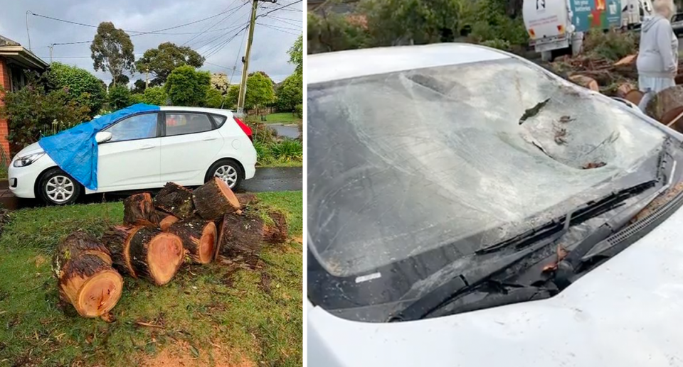 The fallen tree completely wrote the couple's car off. 