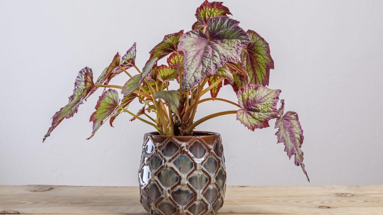 begonia fireworks plant in a pot on wooden table