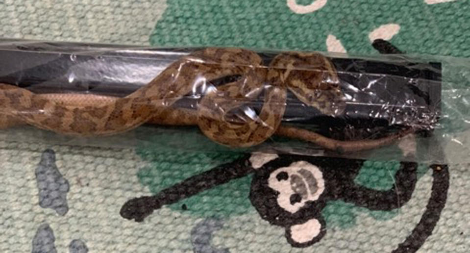The caramel coastal python wrapped up inside plastic, clear wrapping. It had been hiding in the unassembled cage parts.