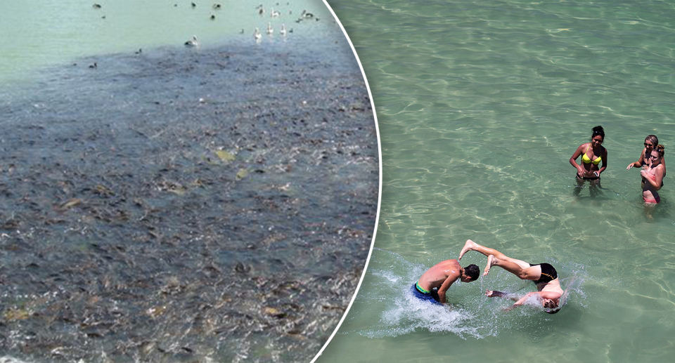 There are concerns introducing herpes to combat Australia's invasive carp explosion could harm tourism. Source: Dr Stuart Ivor/Getty (File)