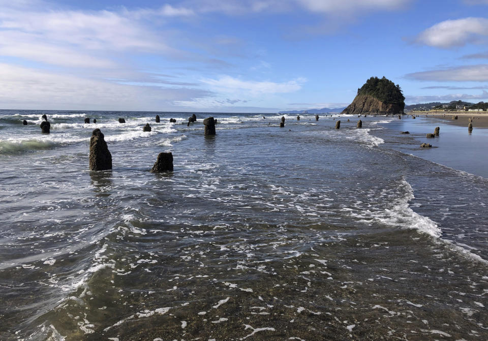 In this Thursday, Aug. 1, 2019, photo, evidence of a Cascadia earthquake's awesome destructive power is visible at the beach in Neskowin, Ore. A "ghost forest" of Sitka spruces juts up from the beach in the tiny town. The trees were likely buried by tsunami debris 2,000 years earlier, and partially uncovered by storms in 1997. (AP Photo/Andrew Selsky)