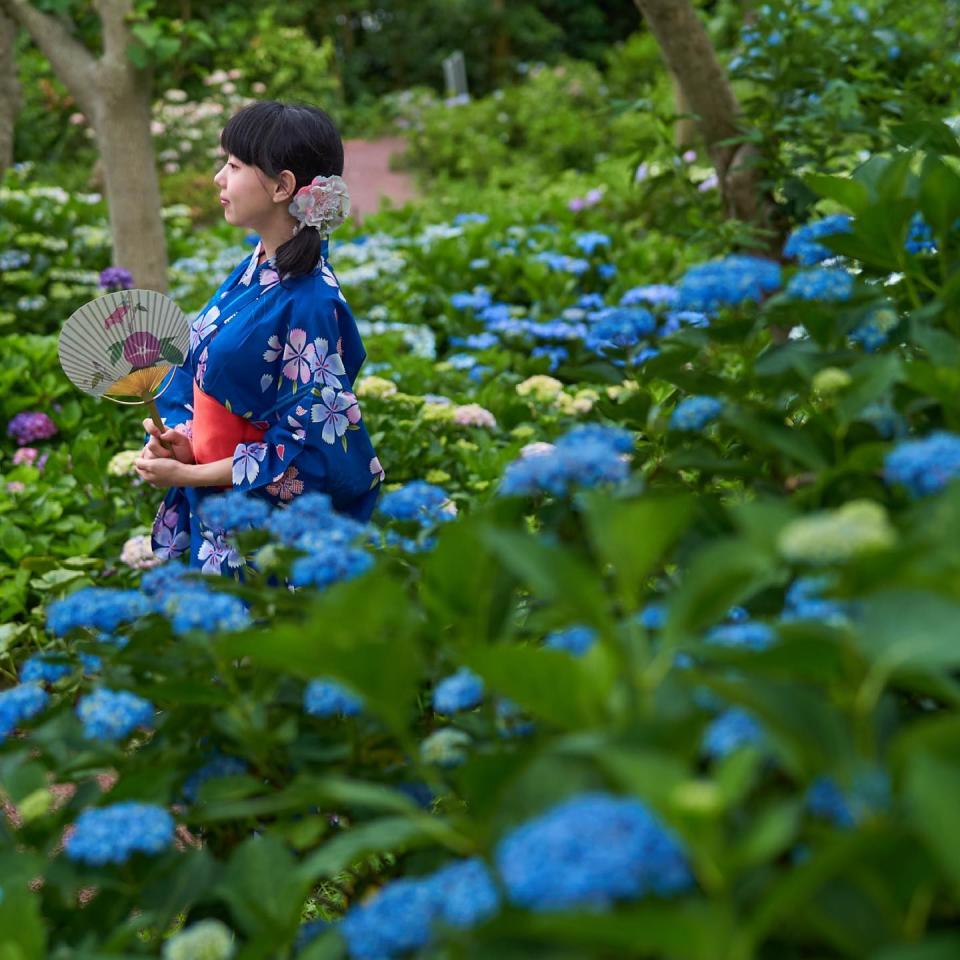 日本旅遊｜伊豆繡球花一日遊8折優惠！3千棵繡球花x城崎海岸絕美畫面、同遊小京都修善寺、每位$453起東京出發