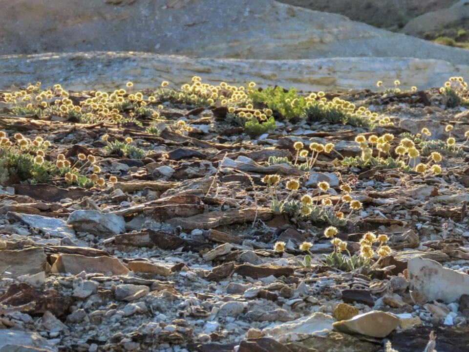 This June 1, 2019 photo shows the rare desert wildflower Tiehm's buckwheat in the Silver Peak Range about 120 miles southeast of Reno, Nev., the only place it is known to exist in the world. The center has filed a petition to list it as an endangered species and is suing to U.S. Bureau of Land Management to try to protect it against mining operations in Nevada that the center says could lead to the flower's extinction. (Patrick Donnelly/Center for Biological Diversity via AP)