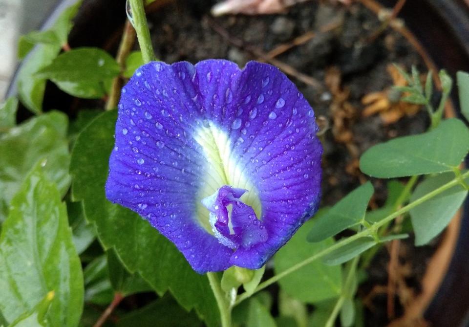 In English, it is well-known as morning-glory, speed wheel or Aloe weed. This medicinal herb has arrowhead-shaped leaves and bulb-shaped blue or white flowers. The name Shankhpushpi was given to the plant owing to its shankh or conch shaped flowers