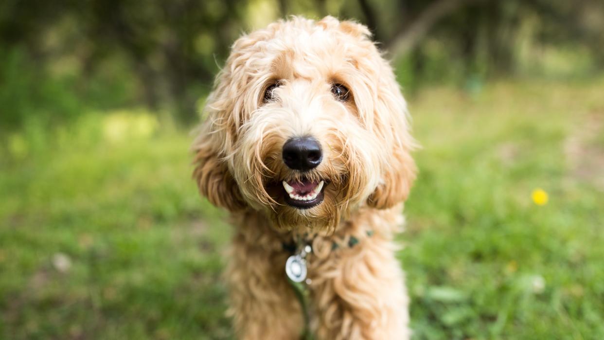  Labradoodle. 