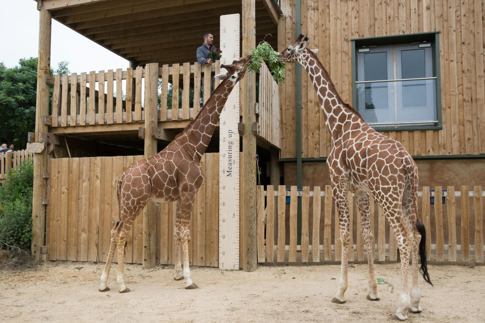 Giraffe measuring