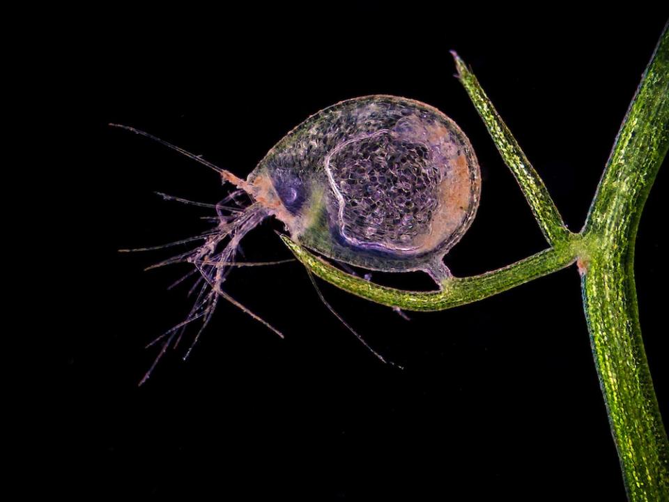Tiny Trap - Jose R. Almodovar of the UPR Mayaguez Campus took this photo of a bladderwort bladder for the 2011 Nikon Small World photography contest. Bladderworts are carnivorous plants that trap tiny organisms in their bladders for digestion. (LiveScience/Mr. Jose R. Almodovar, Microscopy Center, Biology Department, UPR Mayaguez Campus, Mayaguez, Puerto Rico)