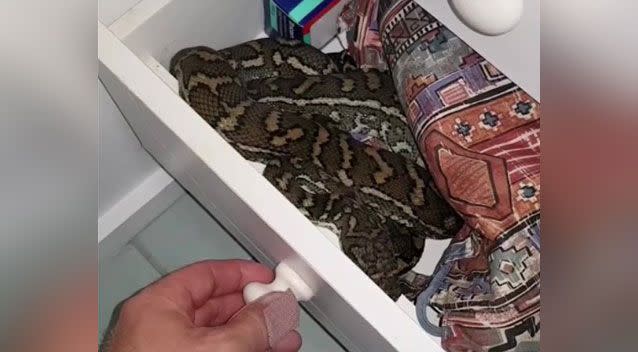 The catcher eventually found the carpet python in a closed drawer. Source: The Snake Catcher 24/7 - Sunshine Coast / Facebook