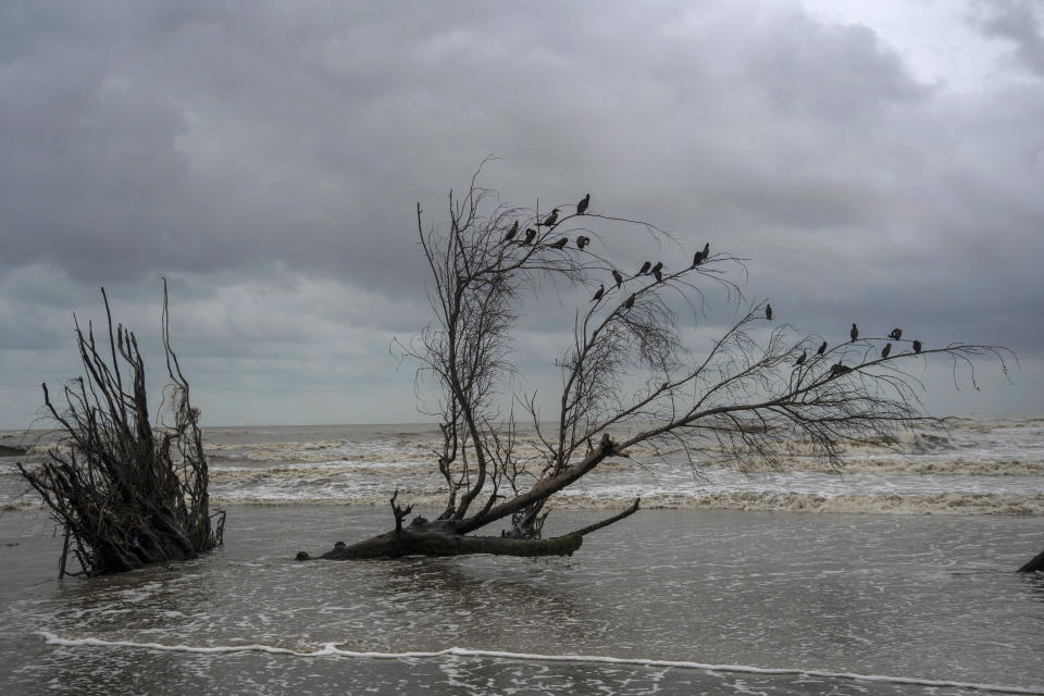 Birds perch on the branches of a tree felled by flooding driven by a Gulf of Mexico sea-level rise, in El Bosque, in the state of Tabasco, Mexico, Wednesday, Nov. 29, 2023. (AP Photo/Felix Marquez)