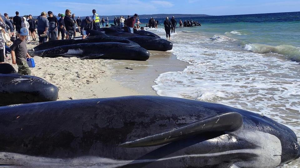 A mass stranding of between 50 and 100 pilot whales is occurring at Toby’s Inlet near Dunsborough., Experienced staff from DBCA and Perth Zoo vets are currently being deployed to respond to this evolving situation. , We know people want to help but we asked that people please do not attempt to rescue the animals without direction of DBCA staff as this may cause further injury, and distress to the animals and hinder a coordinated rescue effort.  Picture: Facebook