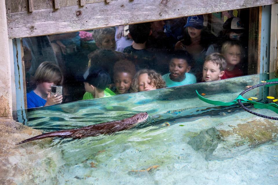 Children peer into the otter enclosure at the WNC Nature Center June 2, 2022.