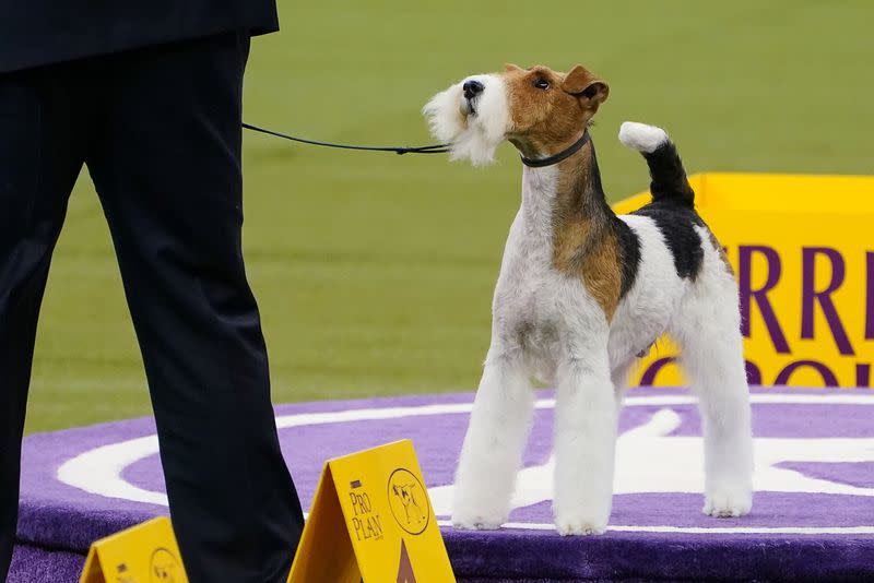 2020 Westminster Kennel Club Dog Show at Madison Square Garden in New York City