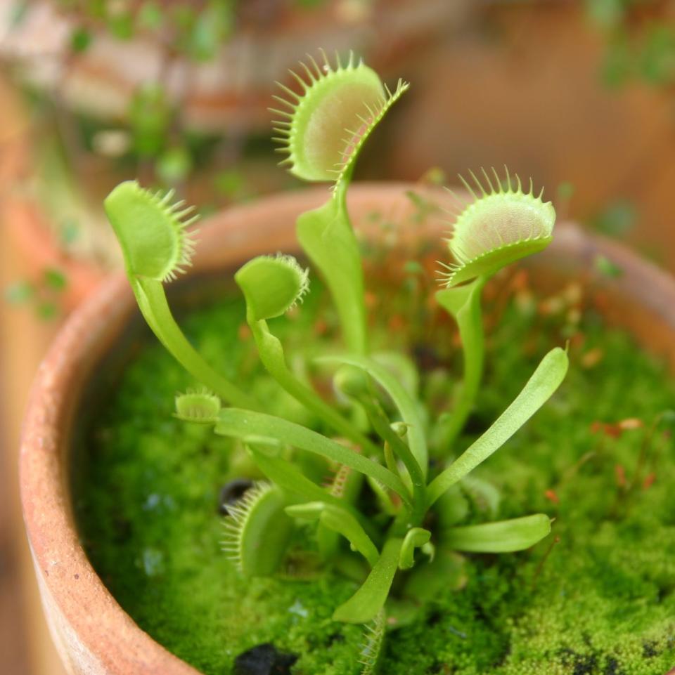 <p>One of the more obvious ways to banish flies is to buy a Venus fly trap, or Dionaea. Carnivorous plants lure the insects in with scent or colour, then catch and eat them. It might sound a little gross but it works. </p><p><a rel="nofollow noopener" href="https://www.amazon.co.uk/Venus-Dionaea-Muscipula-PLANT-carnivorous/dp/B009C5T5QE/" target="_blank" data-ylk="slk:BUY NOW;elm:context_link;itc:0;sec:content-canvas" class="link ">BUY NOW</a></p>