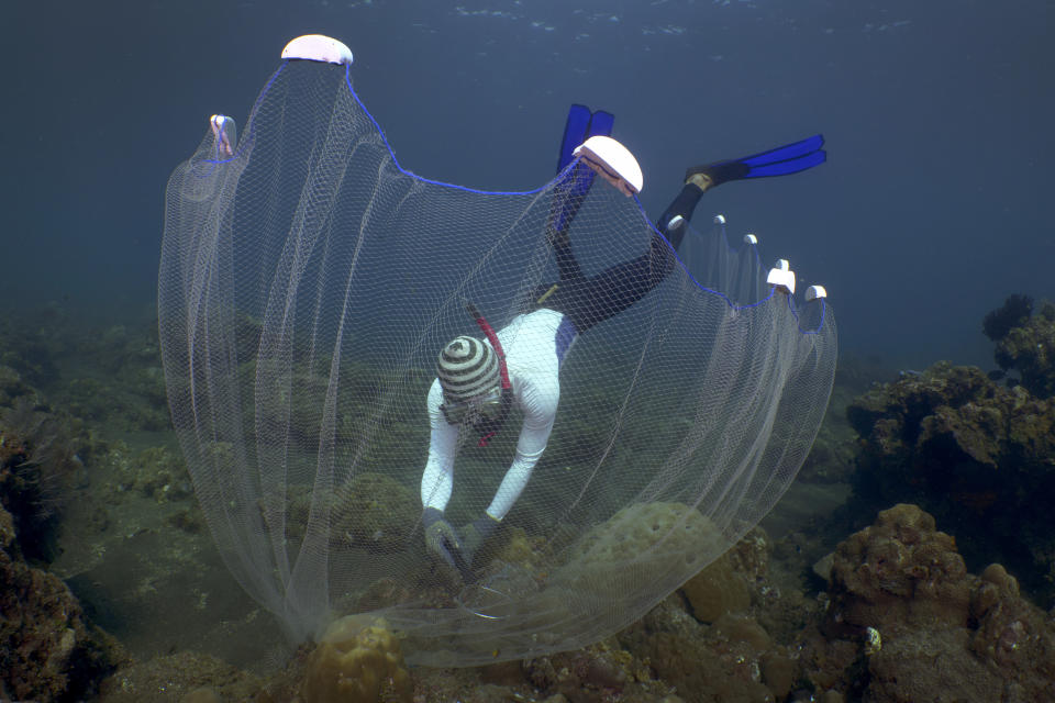 Made Partiana uses a net to catch aquarium fish on north coast of Bali, Indonesia, on April 10, 2021. Millions of saltwater fish are caught in Indonesia and other countries every year to fill ever more elaborate aquariums in living rooms, waiting rooms and restaurants around the world with vivid, otherworldly life. (AP Photo/Alex Lindbloom)