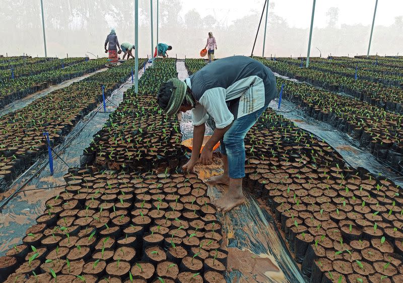 Workers prepare oil palm seedlings at a nursery in Khammam district