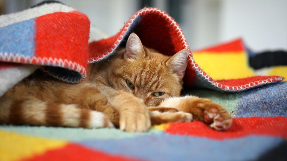 an orange cat lies in a colorful blanket