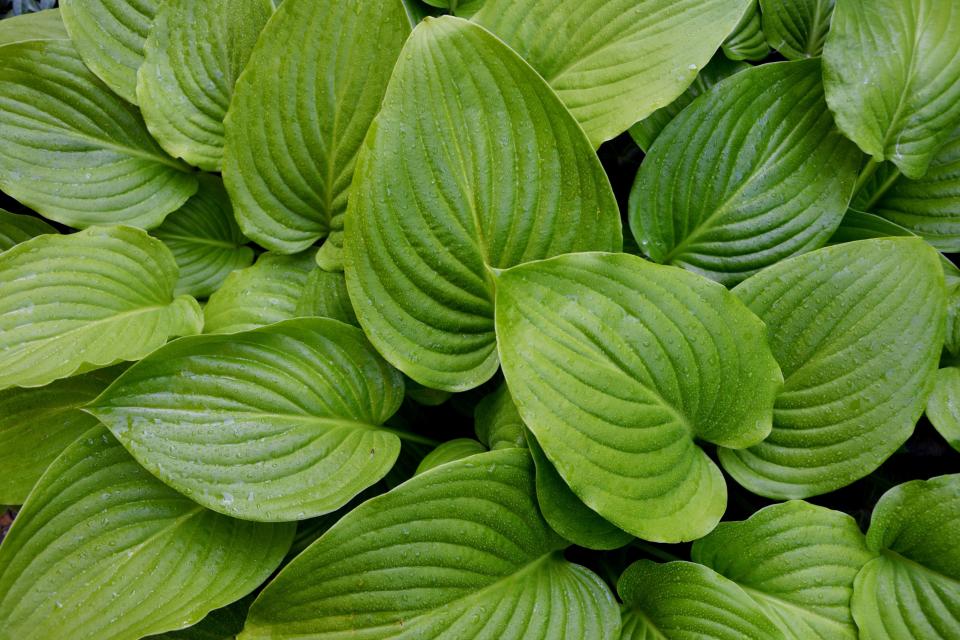 Hosta