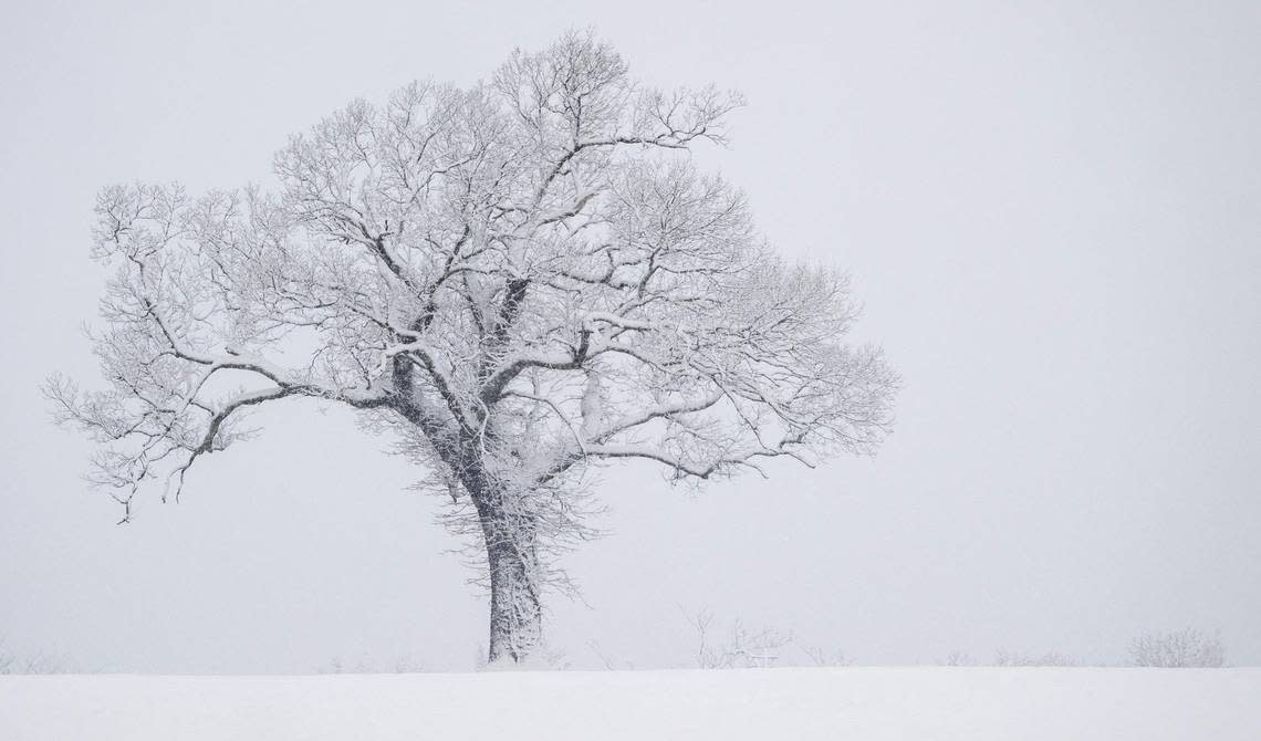 A fresh blanket of snow covers a tree in Penn Valley Park on Tuesday, Jan. 9, 2024, in Kansas City.