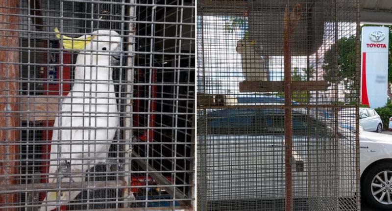 Pictured is Toyota the cockatoo in a cage at a Toyota dealership in northern NSW. A petition is calling for him to be freed.