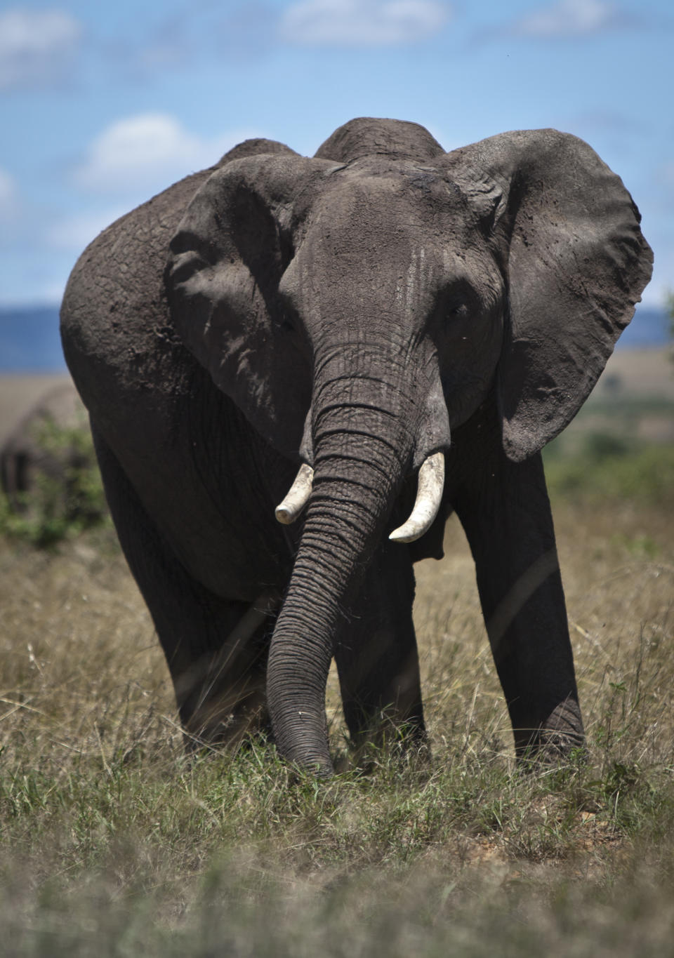 In this photo taken Tuesday, April 10, 2012, an elephant grazes in the Maasai Mara, Kenya. Seeing a dire situation grow worse, the animal conservation group the World Wildlife Fund (WWF) enlisted religious leaders on Thursday, Sept. 20, 2012 in the fight to end the slaughter of Africa's elephants and rhinos by poachers, hoping that religion can help save some of the world's most majestic animals. (AP Photo/Ben Curtis)