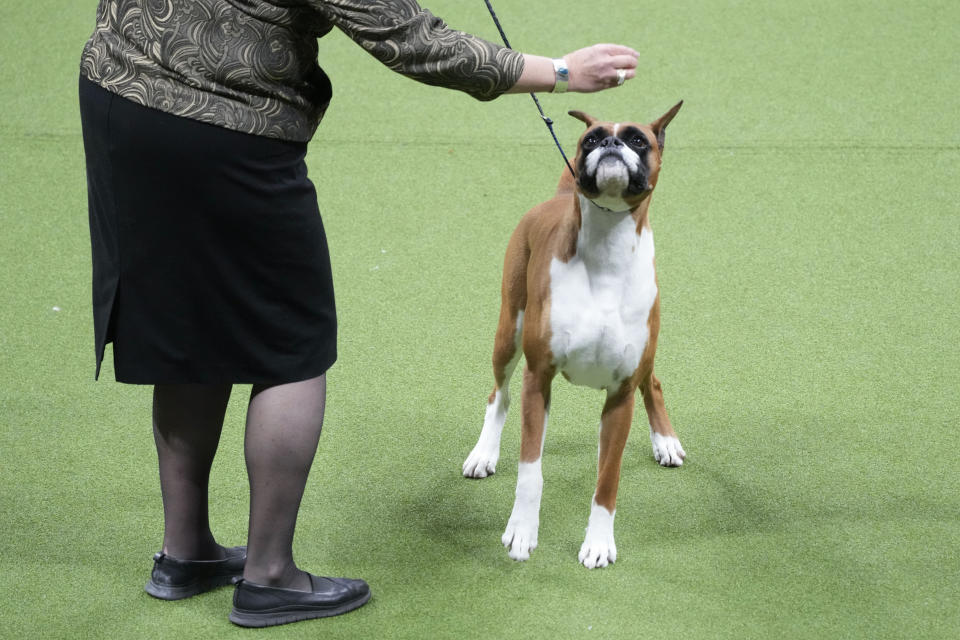 Doc, a boxer, competes in the working group competition during the 147th Westminster Kennel Club Dog show, Tuesday, May 9, 2023, at the USTA Billie Jean King National Tennis Center in New York. (AP Photo/Mary Altaffer)