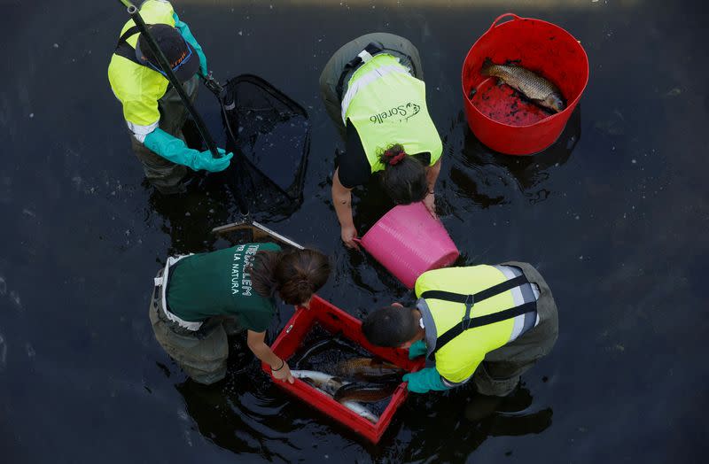 Trabajadores capturan peces utilizando electricidad para trasladar las especies autóctonas a otro lugar debido al bajo nivel de agua del río Onyar