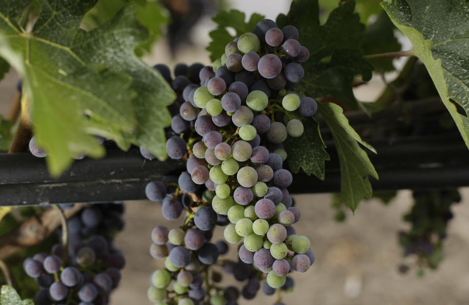 In this photo taken Friday, July 26, 2013, veraison, the onset of ripening, is shown on Cabernet Sauvignon grapes at the Opus One winery in Oakville, Calif. One thing that is certain about the weather in California’s premiere wine grape-growing region is that there is no such thing as normal, and 2013 is living up to that adage. After dealing with cool temperatures in three of the past four years that slowed ripening and kept grapes hanging on the vine until the fall rainy season threated, growers in Napa Valley are dealing with an opposite challenge. (AP Photo/Eric Risberg)