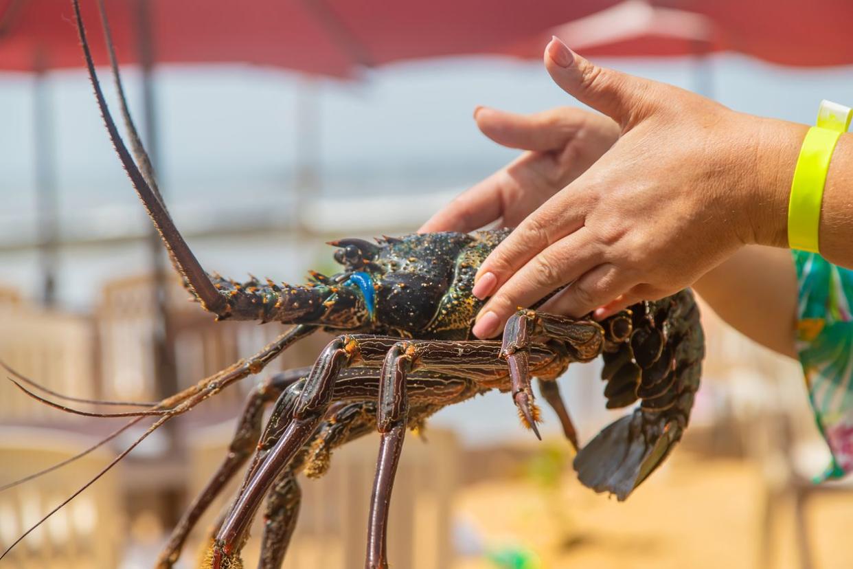 holding a lobster