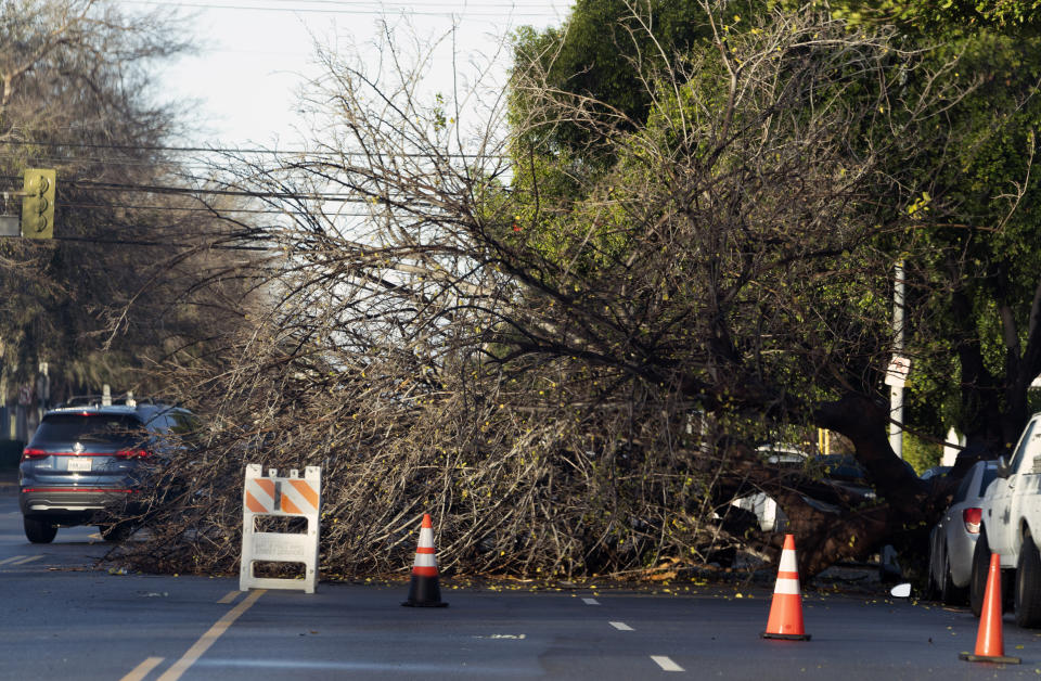 Traffic maneuvers around a fallen tree after a it was blown over by a passing storm in the Van Nuys section of Los Angeles on Sunday, Jan. 1, 2023. California was drying out and digging out on New Year's Day after a powerful storm brought drenching rain or heavy snowfall to much of the state, snarling traffic and closing highways. (AP Photo/Richard Vogel)