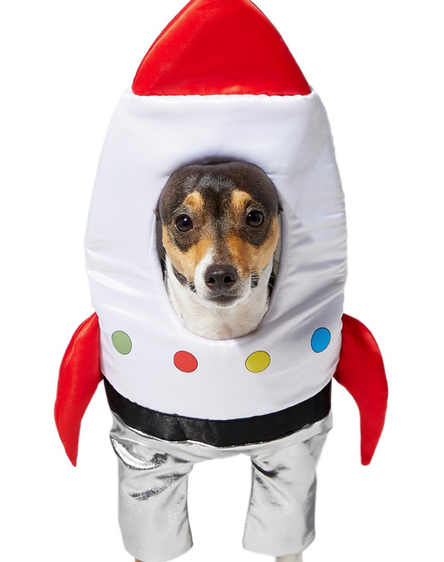 52 Funny Dog Halloween Costumes for the Silliest Pup You Know