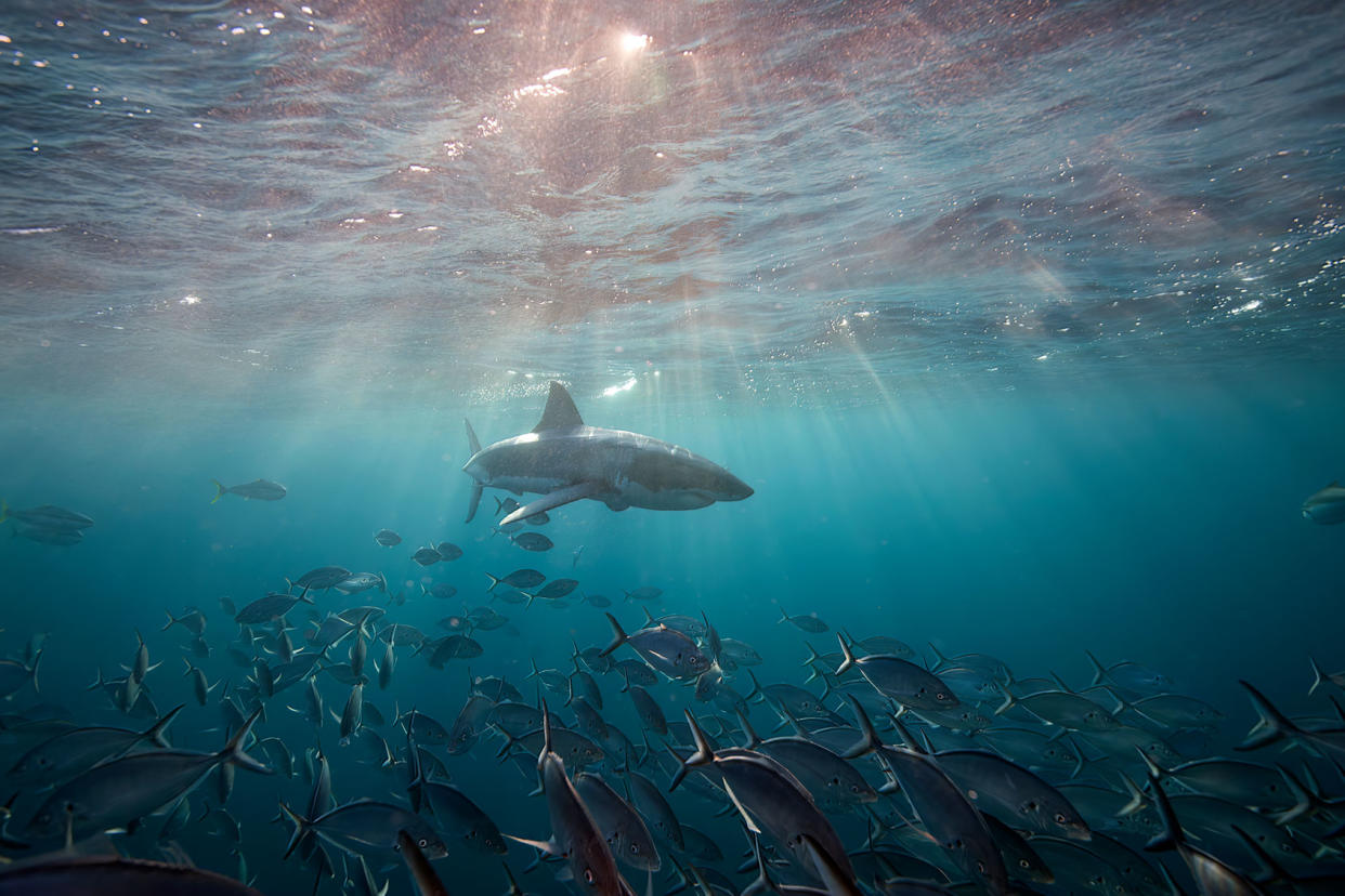 Juvenile Great White Shark swimming near surface underwater Getty Images/Andrew Thirlwell