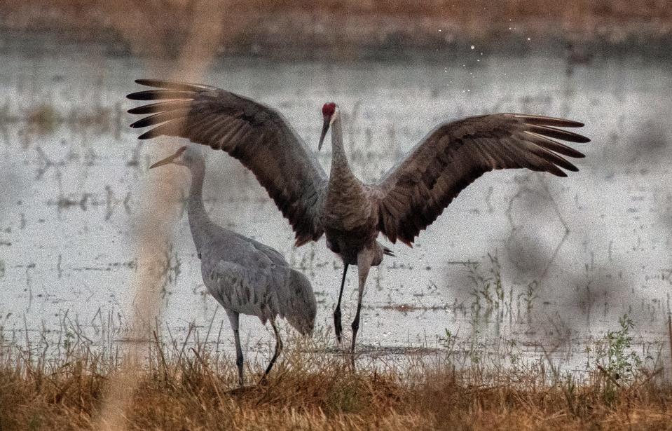 A sandhill crane practices a mating dance in a flooded field at the Phil and Marilyn Isenberg Sandhill Crane Reserve on Woodbridge Road west of I-5 near Lodi on Sept. 28, 2020.